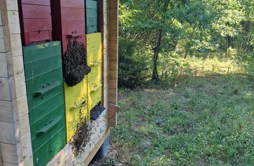 🍯Avgustovski med iz našega učnega čebelnjaka!&hellip;
