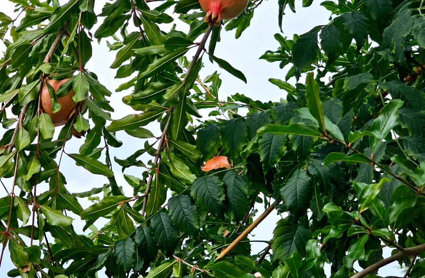 Obiranje granatnega jabolka